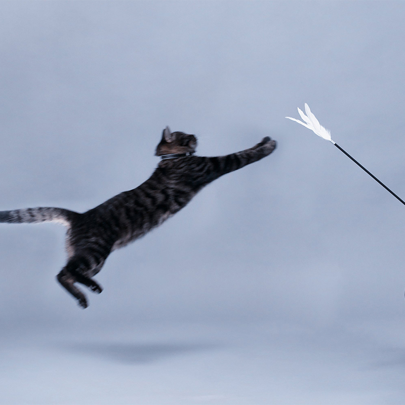 pidan cat teaser wand / handhold