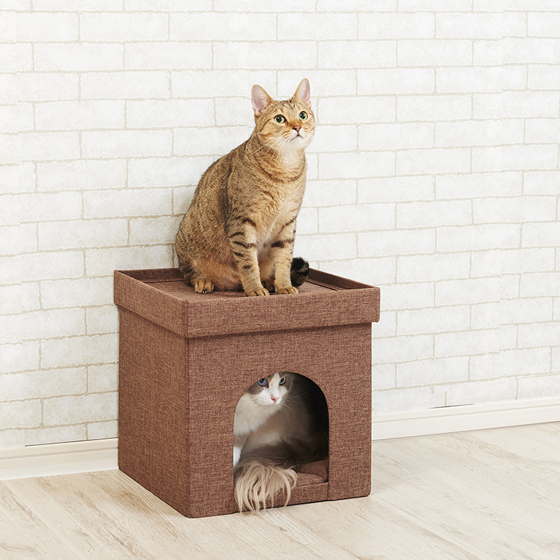 Cat スバコキャット